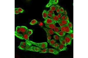 Immunofluorescence Analysis of HCT116 cells labeling CK8 with Cytokeratin 8 Mouse Monoclonal Antibody (H1) followed by Goat anti-mouse IgG-CF488 (Green).