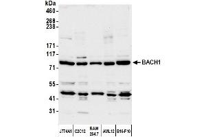 Western Blotting (WB) image for anti-BTB and CNC Homology 1, Basic Leucine Zipper Transcription Factor 1 (BACH1) (AA 650-700) antibody (ABIN7451659)
