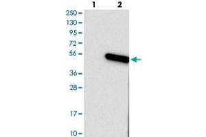 Western blot analysis of Lane 1: Negative control (vector only transfected HEK293T lysate), Lane 2: Over-expression Lysate (Co-expressed with a C-terminal myc-DDK tag (~3. (TMEM130 抗体)