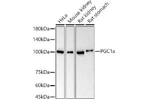 Western blot analysis of extracts of various cell lines, using PGC1α antibody  at 1:1000 dilution. (PPARGC1A 抗体)