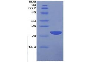 SDS-PAGE of Protein Standard from the Kit  (Highly purified E. (IL1A ELISA 试剂盒)