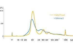Size Distribution of Released Chromatin:CUT&RUN was performed using CUTANA™ pAG-MNase (1:20 dilution) with 0.