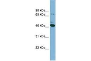 Image no. 1 for anti-HERPUD Family Member 2 (HERPUD2) (N-Term) antibody (ABIN6742038) (HERPUD2 抗体  (N-Term))