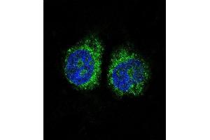 Confocal immunofluorescent analysis of NURR1 (NR4A2) Antibody (N-term) (ABIN390383 and ABIN2840784) with Hela cell followed by Alexa Fluor 488-conjugated goat anti-rabbit lgG (green). (NR4A2 抗体  (N-Term))