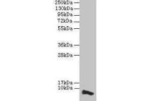 Western blot All lanes: COX17 antibody at 3. (COX17 抗体  (AA 1-63))