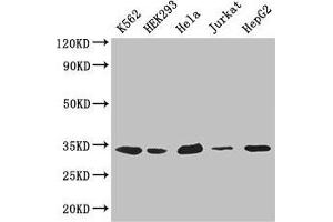 Western Blot Positive WB detected in: K562 whole cell lysate, HEK293 whole cell lysate, Hela whole cell lysate, Jurkat whole cell lysate, HepG2 whole cell lysate All lanes: CDK2 antibody at 2. (CDK2 抗体  (AA 1-298))