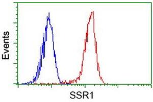 Image no. 5 for anti-Signal Sequence Receptor, alpha (SSR1) antibody (ABIN1501154) (SSR1 抗体)