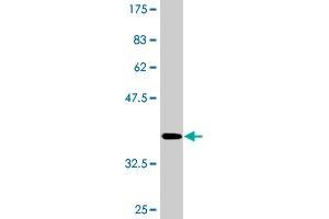 Western Blot detection against Immunogen (38. (MAPK13 抗体  (AA 251-365))