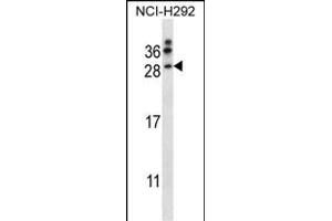 NRTN Antibody (Center) (ABIN657976 and ABIN2846922) western blot analysis in NCI- cell line lysates (35 μg/lane). (Neurturin 抗体  (AA 46-75))