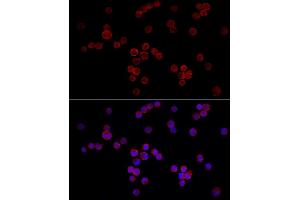 Immunofluorescence analysis of K-562 cells using NF Rabbit pAb (ABIN6130595, ABIN6144558, ABIN6144559 and ABIN6222368) at dilution of 1:50 (40x lens). (NFATC3 抗体  (AA 1-290))