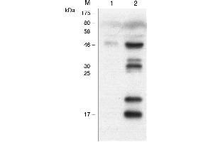 Human Caspase-1 (p20) is detected by immunoblotting using anti-Caspase-1 (p20) (human), mAb (Bally-1) -C100).