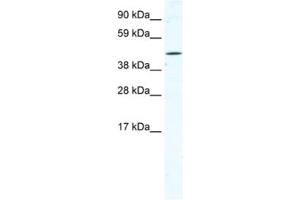 Western Blotting (WB) image for anti-Tetratricopeptide Repeat Domain 19 (TTC19) antibody (ABIN2461520) (TTC19 抗体)