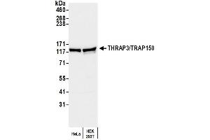 Western Blotting (WB) image for anti-Thyroid Hormone Receptor Associated Protein 3 (THRAP3) (AA 375-425) antibody (ABIN7452455) (THRAP3 抗体  (AA 375-425))