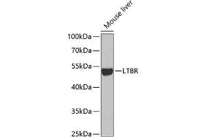 Western blot analysis of extracts of Mouse liver using LTBR Polyclonal Antibody at dilution of 1:1000. (LTBR 抗体)