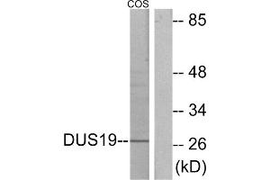 Western blot analysis of extracts from COS-7 cells, using DUS19 antibody. (DUSP19 抗体  (Internal Region))