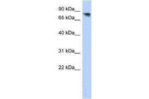 WB Suggested Anti-PCDHA12 Antibody Titration:  0. (PCDHA12 抗体  (N-Term))