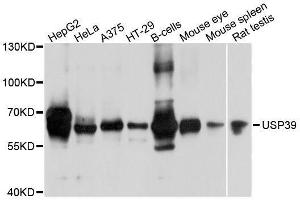 Western blot analysis of extracts of various cell lines, using USP39 antibody (ABIN5996135) at 1/1000 dilution. (USP39 抗体)