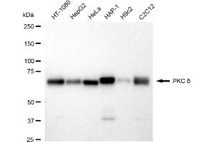 Western blotting analysis using PKC delta antibody (ABIN7799995). (Recombinant PKC delta 抗体)