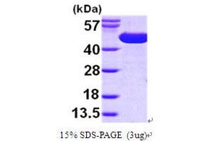 SDS-PAGE (SDS) image for SurA (AA 21-428) protein (His tag) (ABIN667174) (SurA (AA 21-428) protein (His tag))