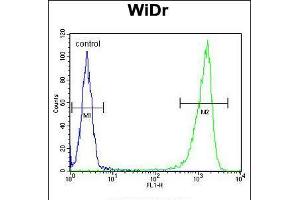 Flow cytometric analysis of WiDr cells (right histogram) compared to a negative control cell (left histogram). (Glucuronidase beta 抗体  (AA 335-362))