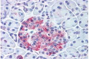 Anti-WNT10A antibody  ABIN1049468 IHC staining of human pancreas, islet. (WNT10A 抗体  (Internal Region))