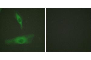 Peptide - +Immunofluorescence analysis of HeLa cells, using ADD1 (Ab-726) antibody (#B0002). (alpha Adducin 抗体  (Ser726))