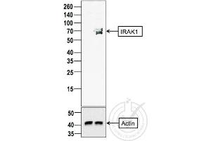 Western Blotting (WB) image for anti-Interleukin-1 Receptor-Associated Kinase 1 (IRAK1) (AA 301-400) antibody (ABIN1387749)
