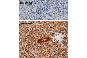 Immunohistochemistry (IHC) image for anti-Caveolin 2 (CAV2) (N-Term) antibody (ABIN6254169) (Caveolin 2 抗体  (N-Term))
