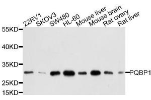 Western blot analysis of extracts of various cell lines, using PQBP1 antibody. (PQBP1 抗体  (AA 1-265))
