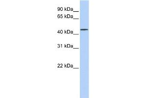 WB Suggested Anti-LRRC28 Antibody Titration: 0. (LRRC28 抗体  (N-Term))