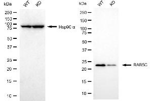 Western blotting analysis using RAB5C antibody (ABIN7800100). (Recombinant Rab5c 抗体)