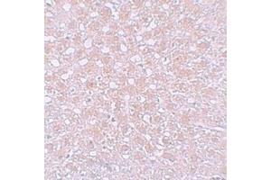 Immunohistochemistry analysis of AFP in rat liver tissue with Alpha-fetoprotein (AFP)  Antibody (N-term) at 10 μg/ml. (alpha Fetoprotein 抗体  (N-Term))