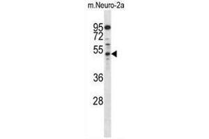 Western blot analysis in mouse Neuro-2a cell line lysates (35µg/lane) using AP2M1 Antibody (C-term) Cat. (AP2M1 抗体  (C-Term))