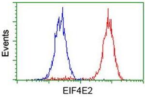 Image no. 6 for anti-Eukaryotic Translation Initiation Factor 4E Family Member 2 (EIF4E2) antibody (ABIN1497992) (EIF4E2 抗体)