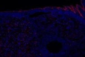 Immunofluorescence (fixed cells) (IF/ICC) image for anti-Prostaglandin F Receptor (FP) (PTGFR) antibody (ABIN7075209)