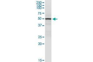 Immunoprecipitation of DCTN2 transfected lysate using anti-DCTN2 MaxPab rabbit polyclonal antibody and Protein A Magnetic Bead , and immunoblotted with DCTN2 purified MaxPab mouse polyclonal antibody (B01P) . (Dynamitin 抗体  (AA 1-401))