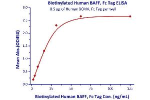 Measured by its binding ability in a functional ELISA. (BAFF Protein (AA 134-285) (AVI tag,Fc Tag,Biotin))