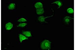 Immunofluorescence (IF) image for anti-Solute Carrier Family 4, Sodium Bicarbonate Cotransporter, Member 9 (SLC4A9) (AA 114-402) antibody (ABIN7144143)