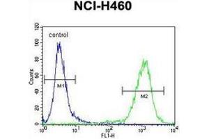 Flow cytometric analysis of NCI-H460 cells (right histogram) compared to a negative control cell (left histogram) using MIER2  Antibody (N-term), followed by FITC-conjugated goat-anti-rabbit secondary antibodies. (MIER2 抗体  (N-Term))