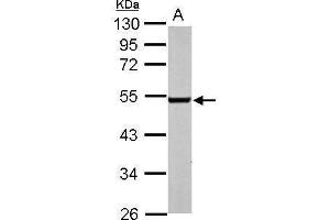 WB Image Sample (50 ug of whole cell lysate) A: mouse brain 10% SDS PAGE antibody diluted at 1:3000 (EDNRB 抗体  (N-Term))