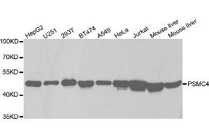 Western blot analysis of extracts of various cell lines, using PSMC4 antibody. (PSMC4 抗体)