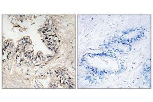 Immunohistochemistry (IHC) image for anti-Mitochondrial Ribosomal Protein S36 (MRPS36) (N-Term) antibody (ABIN1851567) (MRPS36 抗体  (N-Term))