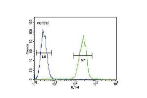 Flow cytometric analysis of MDA-MB231 cells (right histogram) compared to a negative control cell (left histogram). (SERPINA7 抗体  (C-Term))