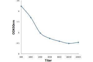 Antigen: 0. (HDAC2 抗体  (pSer394))