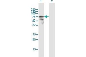 Western Blot analysis of LCP2 expression in transfected 293T cell line by LCP2 MaxPab polyclonal antibody. (LCP2 抗体  (AA 1-533))