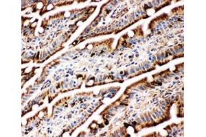 IHC-F testing of BiP antibody and rat intestine tissue (GRP78 抗体  (C-Term))