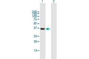 Western Blot analysis of SMN2 expression in transfected 293T cell line by SMN2 MaxPab polyclonal antibody. (SMN2 抗体  (AA 1-294))