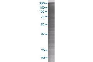 AVPR1A transfected lysate. (AVPR1A 293T Cell Transient Overexpression Lysate(Denatured))