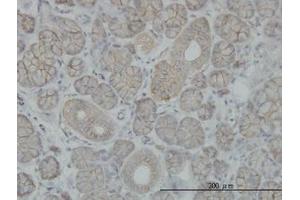 Image no. 1 for anti-Solute Carrier Family 4, Sodium Bicarbonate Cotransporter, Member 8 (SLC4A8) (AA 187-287) antibody (ABIN466149)
