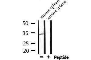 Western blot analysis of extracts from mouse spleen, using PIGC Antibody. (PIGC 抗体  (Internal Region))